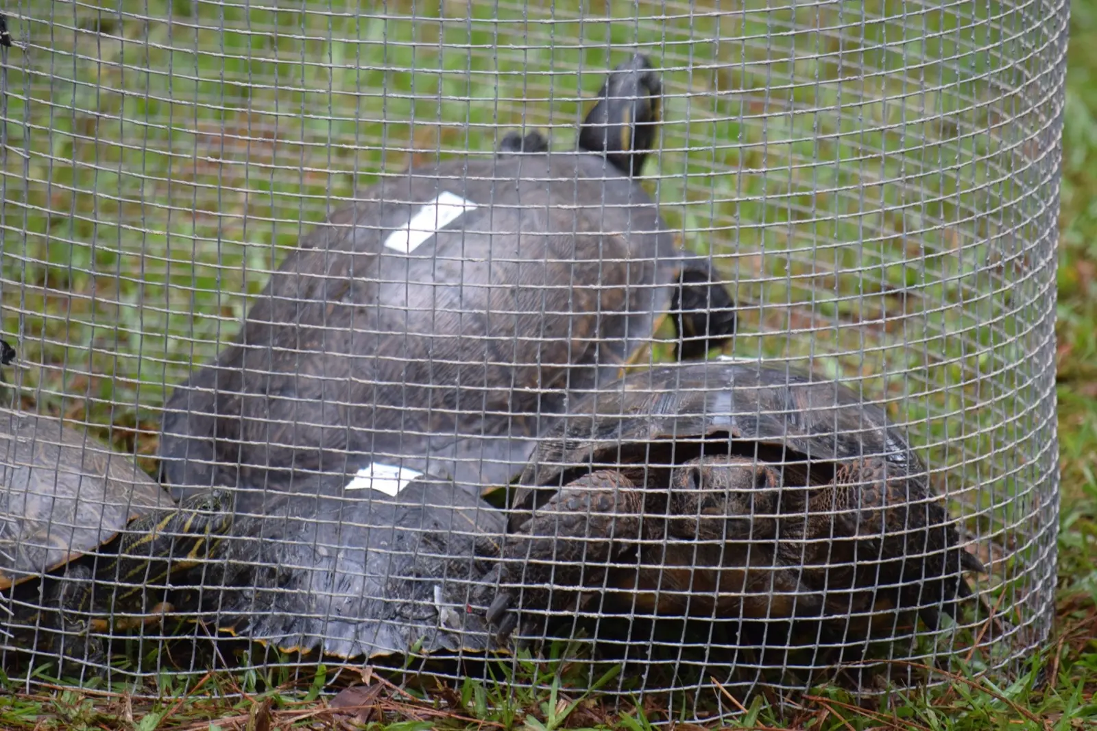Large turtles confined in a wire-mesh enclosure