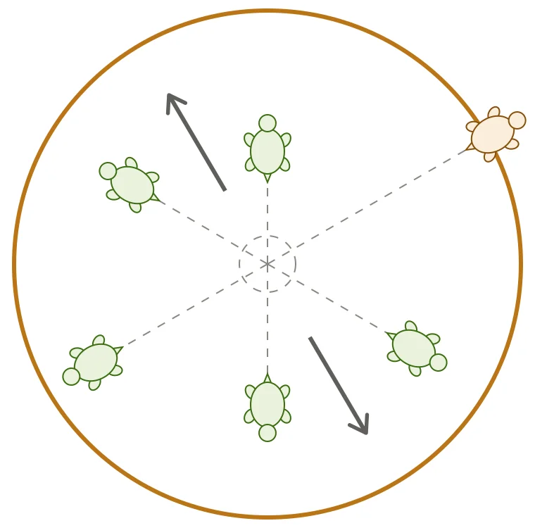 Diagram of six turtles released together at the center of a large circle, crawling outward toward its edge.