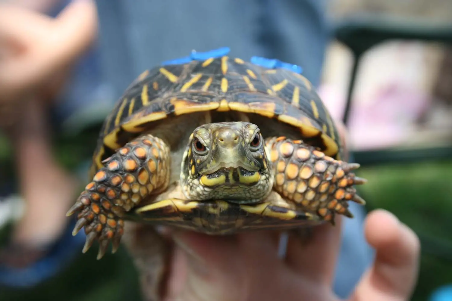 An ornate box turtle held in a person's hand
