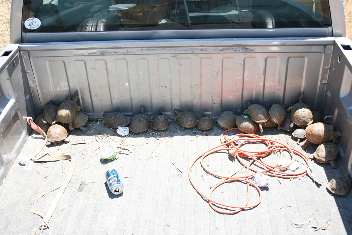 Dozens of box turtles left in the bed of a pickup truck in the sun