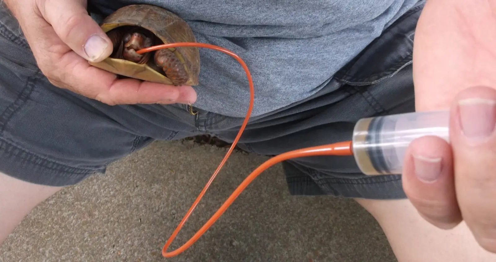 A sick box turtle being fed through a tube with a syringe