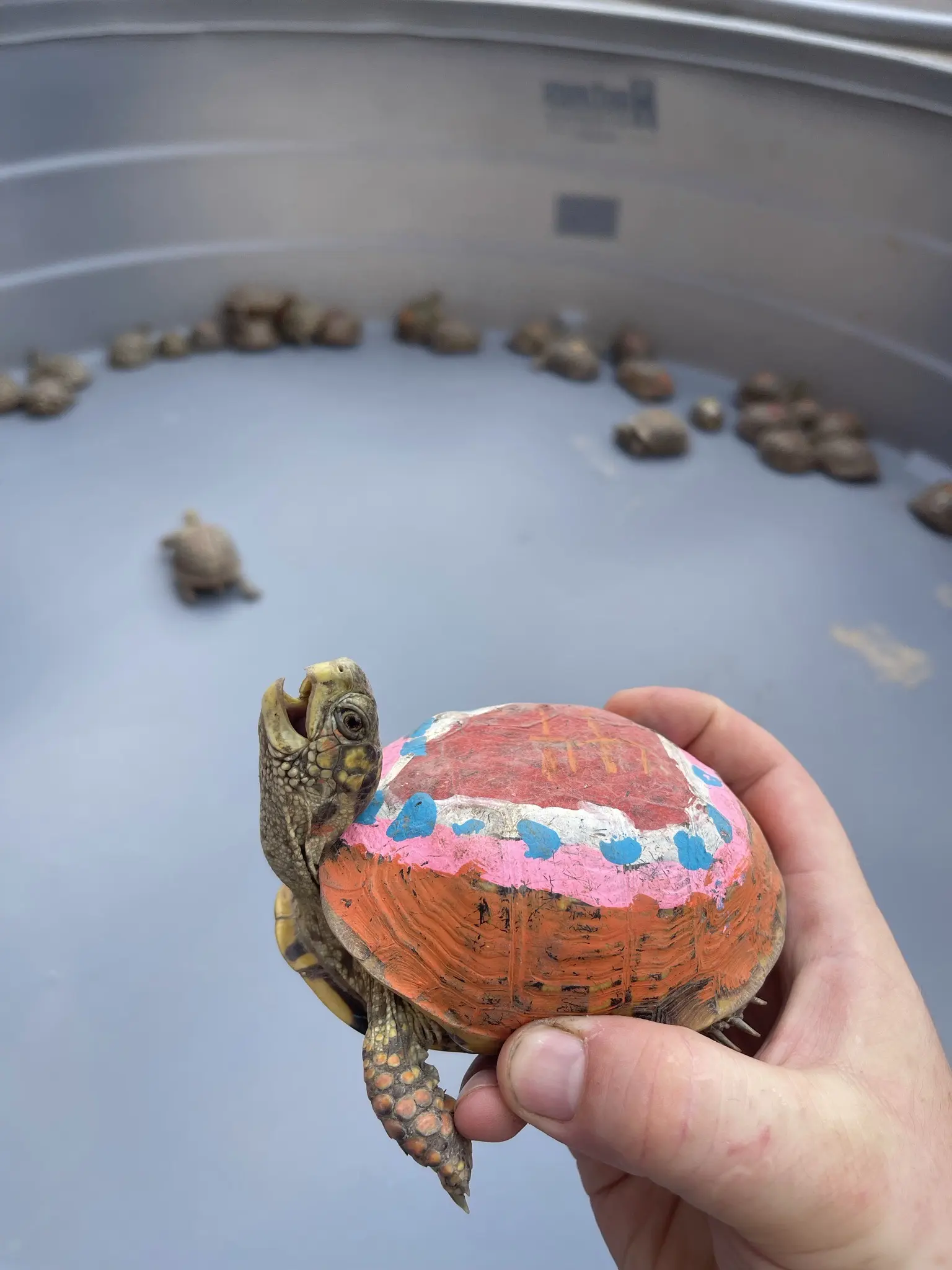 A box turtle with a painted shell held above a tank of other turtles